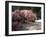 Cherry Tree Blossoms Over Rock Garden in the Japanese Gardens, Washington Park, Portland, Oregon-Janis Miglavs-Framed Premium Photographic Print