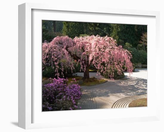 Cherry Tree Blossoms Over Rock Garden in the Japanese Gardens, Washington Park, Portland, Oregon-Janis Miglavs-Framed Premium Photographic Print