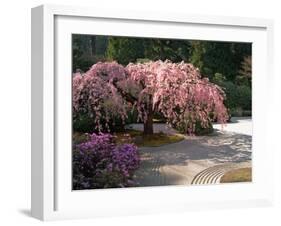 Cherry Tree Blossoms Over Rock Garden in the Japanese Gardens, Washington Park, Portland, Oregon-Janis Miglavs-Framed Premium Photographic Print