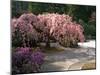 Cherry Tree Blossoms Over Rock Garden in the Japanese Gardens, Washington Park, Portland, Oregon-Janis Miglavs-Mounted Premium Photographic Print