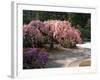 Cherry Tree Blossoms Over Rock Garden in the Japanese Gardens, Washington Park, Portland, Oregon-Janis Miglavs-Framed Photographic Print