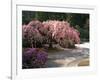 Cherry Tree Blossoms Over Rock Garden in the Japanese Gardens, Washington Park, Portland, Oregon-Janis Miglavs-Framed Photographic Print