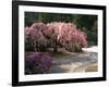Cherry Tree Blossoms Over Rock Garden in the Japanese Gardens, Washington Park, Portland, Oregon-Janis Miglavs-Framed Photographic Print