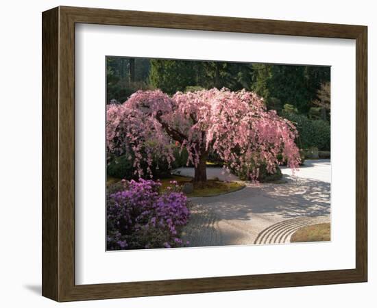 Cherry Tree Blossoms Over Rock Garden in the Japanese Gardens, Washington Park, Portland, Oregon-Janis Miglavs-Framed Photographic Print