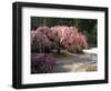 Cherry Tree Blossoms Over Rock Garden in the Japanese Gardens, Washington Park, Portland, Oregon-Janis Miglavs-Framed Photographic Print