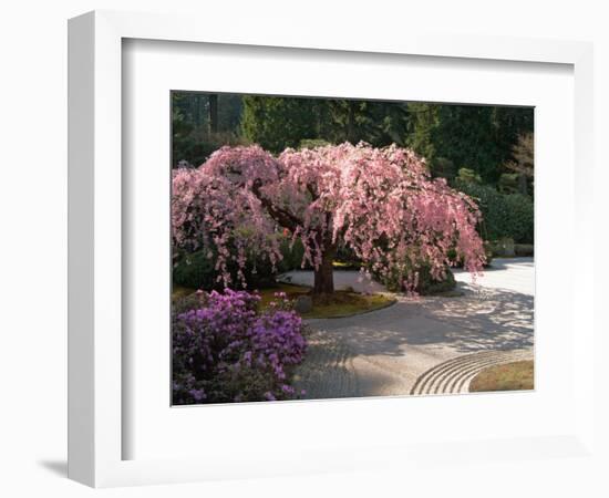 Cherry Tree Blossoms Over Rock Garden in the Japanese Gardens, Washington Park, Portland, Oregon-Janis Miglavs-Framed Photographic Print