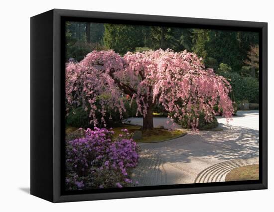 Cherry Tree Blossoms Over Rock Garden in the Japanese Gardens, Washington Park, Portland, Oregon-Janis Miglavs-Framed Stretched Canvas