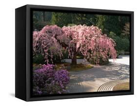 Cherry Tree Blossoms Over Rock Garden in the Japanese Gardens, Washington Park, Portland, Oregon-Janis Miglavs-Framed Stretched Canvas
