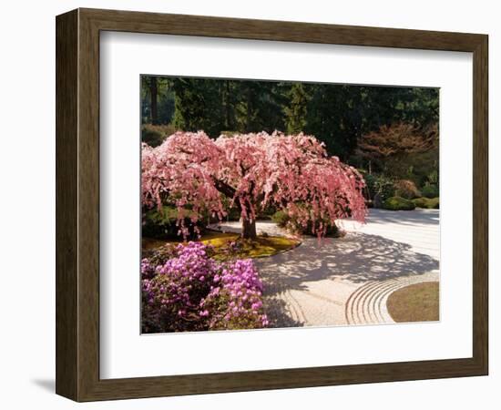 Cherry Tree Blossoms Over Rock Garden in the Japanese Gardens, Washington Park, Portland, Oregon-Janis Miglavs-Framed Photographic Print