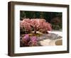 Cherry Tree Blossoms Over Rock Garden in the Japanese Gardens, Washington Park, Portland, Oregon-Janis Miglavs-Framed Photographic Print