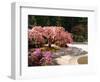 Cherry Tree Blossoms Over Rock Garden in the Japanese Gardens, Washington Park, Portland, Oregon-Janis Miglavs-Framed Photographic Print