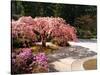 Cherry Tree Blossoms Over Rock Garden in the Japanese Gardens, Washington Park, Portland, Oregon-Janis Miglavs-Stretched Canvas