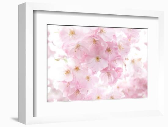 Cherry Tree, Blossoms, Pink, Close-Up-Alexander Georgiadis-Framed Photographic Print