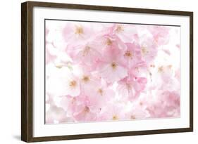 Cherry Tree, Blossoms, Pink, Close-Up-Alexander Georgiadis-Framed Photographic Print