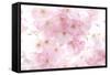 Cherry Tree, Blossoms, Pink, Close-Up-Alexander Georgiadis-Framed Stretched Canvas