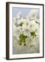 Cherry Tree, Branch, Detail, Blooms, Tree-Herbert Kehrer-Framed Photographic Print