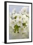 Cherry Tree, Branch, Detail, Blooms, Tree-Herbert Kehrer-Framed Photographic Print