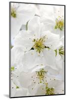 Cherry Tree, Branch, Detail, Blooms, Tree-Herbert Kehrer-Mounted Photographic Print