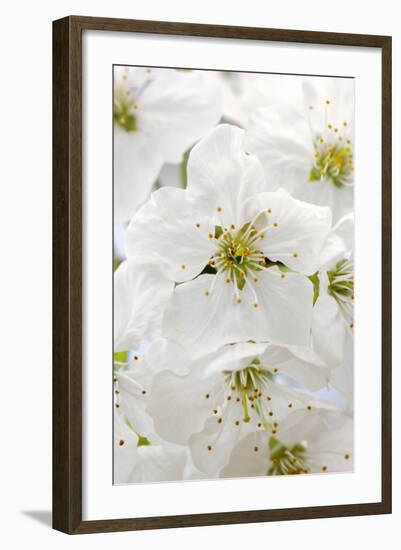 Cherry Tree, Branch, Detail, Blooms, Tree-Herbert Kehrer-Framed Photographic Print