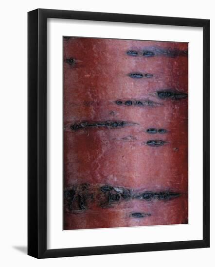 Cherry Tree Close Up-Don Paulson-Framed Giclee Print