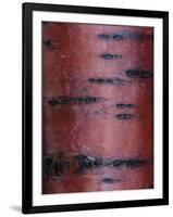 Cherry Tree Close Up-Don Paulson-Framed Giclee Print