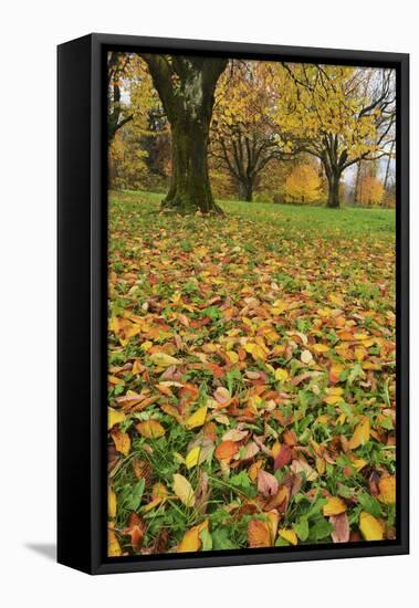 Cherry tree fall colors in orchard, Zug, Switzerland, Europe-Rolf Nussbaumer-Framed Stretched Canvas