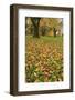 Cherry tree fall colors in orchard, Zug, Switzerland, Europe-Rolf Nussbaumer-Framed Photographic Print