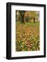 Cherry tree fall colors in orchard, Zug, Switzerland, Europe-Rolf Nussbaumer-Framed Photographic Print