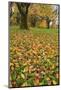 Cherry tree fall colors in orchard, Zug, Switzerland, Europe-Rolf Nussbaumer-Mounted Photographic Print