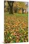 Cherry tree fall colors in orchard, Zug, Switzerland, Europe-Rolf Nussbaumer-Mounted Premium Photographic Print