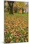 Cherry tree fall colors in orchard, Zug, Switzerland, Europe-Rolf Nussbaumer-Mounted Photographic Print