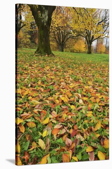 Cherry tree fall colors in orchard, Zug, Switzerland, Europe-Rolf Nussbaumer-Stretched Canvas