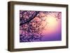 Cherry Tree Flower Blossom over Purple Sunset-Anna Omelchenko-Framed Premium Photographic Print