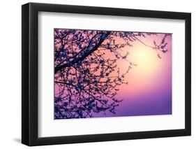 Cherry Tree Flower Blossom over Purple Sunset-Anna Omelchenko-Framed Premium Photographic Print