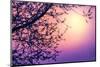 Cherry Tree Flower Blossom over Purple Sunset-Anna Omelchenko-Mounted Premium Photographic Print