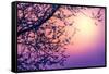 Cherry Tree Flower Blossom over Purple Sunset-Anna Omelchenko-Framed Stretched Canvas