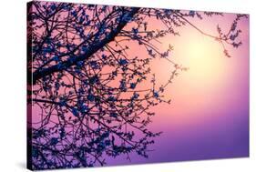 Cherry Tree Flower Blossom over Purple Sunset-Anna Omelchenko-Stretched Canvas