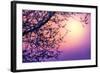 Cherry Tree Flower Blossom over Purple Sunset-Anna Omelchenko-Framed Photographic Print