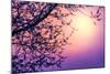 Cherry Tree Flower Blossom over Purple Sunset-Anna Omelchenko-Mounted Photographic Print