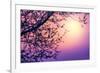 Cherry Tree Flower Blossom over Purple Sunset-Anna Omelchenko-Framed Photographic Print