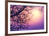 Cherry Tree Flower Blossom over Purple Sunset-Anna Omelchenko-Framed Photographic Print