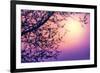 Cherry Tree Flower Blossom over Purple Sunset-Anna Omelchenko-Framed Photographic Print