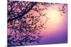 Cherry Tree Flower Blossom over Purple Sunset-Anna Omelchenko-Mounted Photographic Print