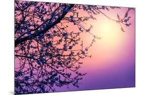 Cherry Tree Flower Blossom over Purple Sunset-Anna Omelchenko-Mounted Photographic Print