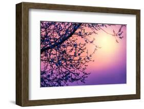 Cherry Tree Flower Blossom over Purple Sunset-Anna Omelchenko-Framed Photographic Print