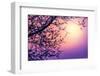 Cherry Tree Flower Blossom over Purple Sunset-Anna Omelchenko-Framed Photographic Print