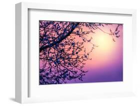 Cherry Tree Flower Blossom over Purple Sunset-Anna Omelchenko-Framed Photographic Print