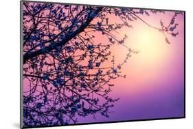 Cherry Tree Flower Blossom over Purple Sunset-Anna Omelchenko-Mounted Photographic Print