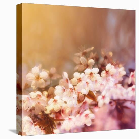 Cherry Tree Flowers Blooming in the Spring Toned with a Retro Vintage Instagram Filter-graphicphoto-Stretched Canvas