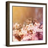 Cherry Tree Flowers Blooming in the Spring Toned with a Retro Vintage Instagram Filter-graphicphoto-Framed Photographic Print